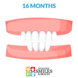 Illustration of 16 month old baby teeth