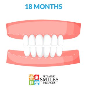 Illustration of 18 month old baby teeth