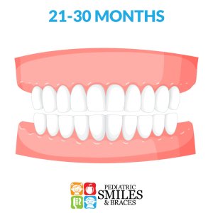 Illustration of 21-30 month old baby teeth