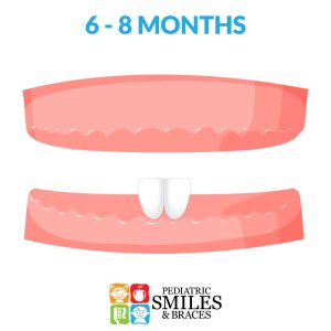 Illustration of 6 to 8 month old baby teeth